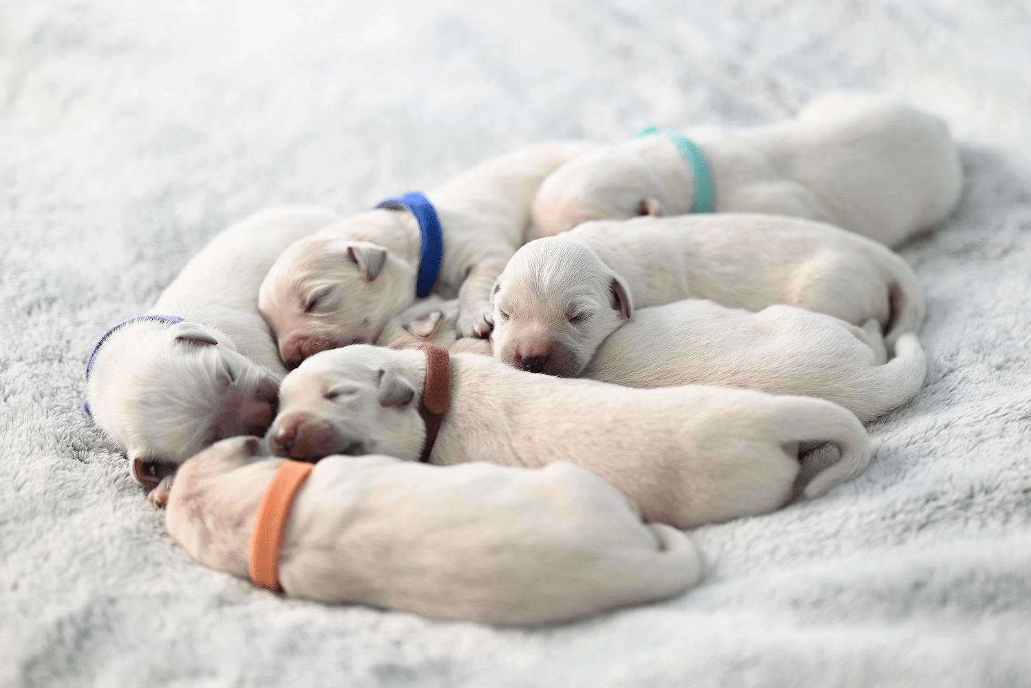 honden verzorging